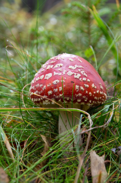 毒蝇菇,垂直画幅,美,花园矮人雕像,研磨食品,夏天,户外,草,特写,毒蘑菇