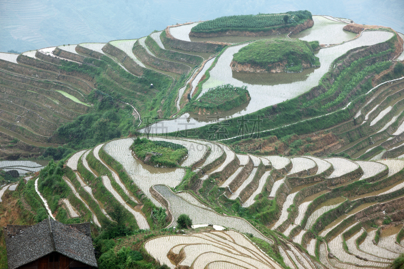 龙脊梯田,广西壮族自治区,梯田,稻,中国,壮族,瑶族,苗族,龙胜,阳朔