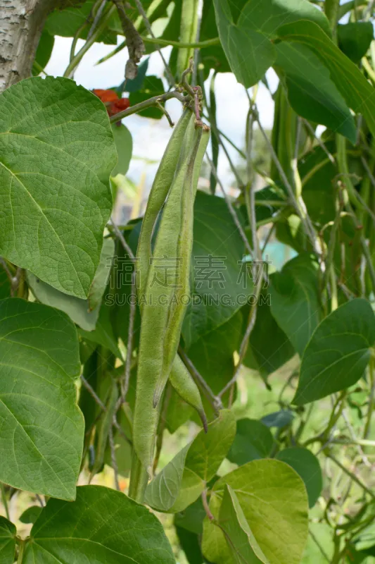 绿色 红花菜豆 有蔓植物 自然 垂直画幅 菜园 无人 园艺 社区菜园 户外图片素材下载 稿定素材