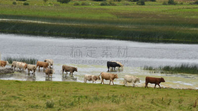 夏隆河,母牛,街道,农业,奧法利郡,图像,克朗麦克诺伊斯,牛,动物,无人