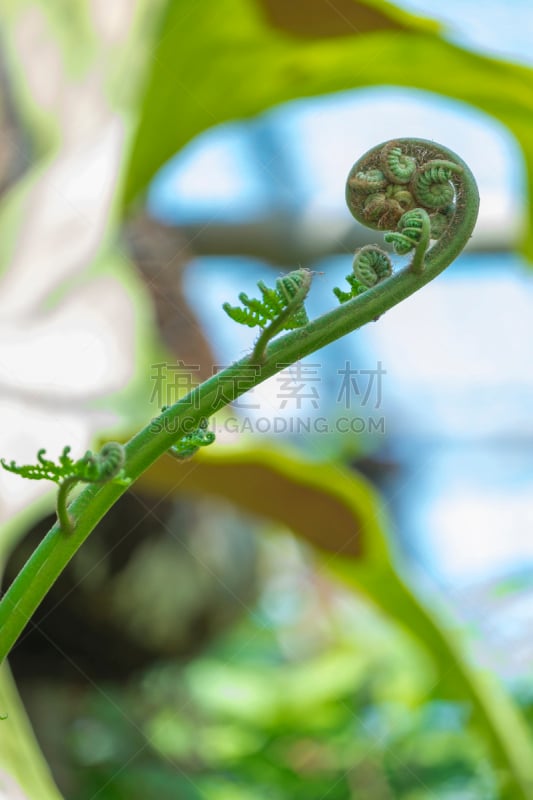 蕨类,蔬菜,自然,有机食品,欧洲蕨,季节,清新,垂直画幅,食品,图像