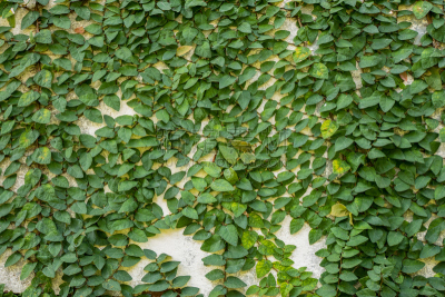 叶子,背景,混凝土墙,绿色,自然,垂直画幅,水平画幅,建筑,攀缘植物,无人
