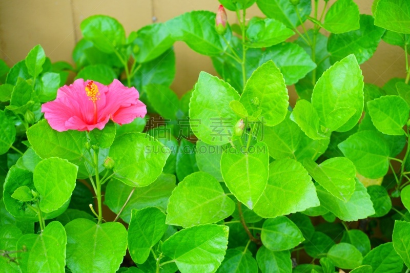 粉色,阿罗哈,月季,花柱头,雌蕊,雄蕊,美,水平画幅,无人,夏天