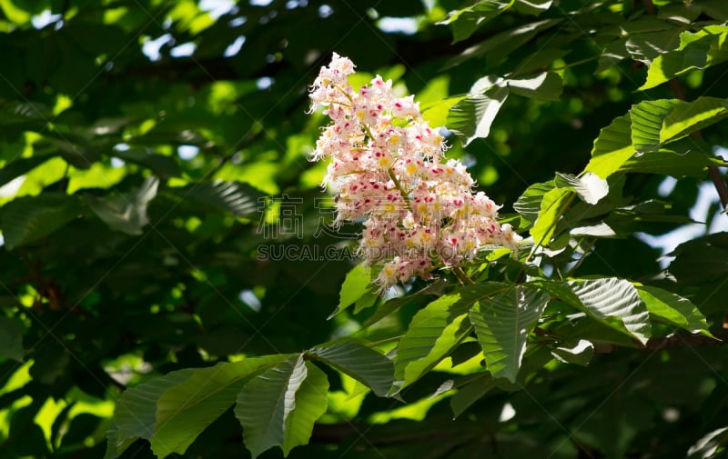 栗树,芽痕,七叶树种子,树冠,光合作用,留白,水平画幅,枝繁叶茂,无人,树梢