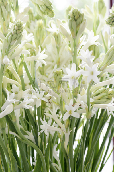 晚香玉,农产品市场,白色,自然,垂直画幅,芳香的,绿色,无人,户外,特写