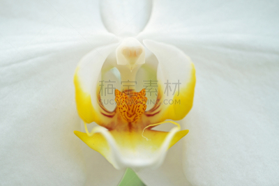 蝴蝶兰,藤泽市,温室,白色,植物,水平画幅,无人,日本,夏天,神奈川县