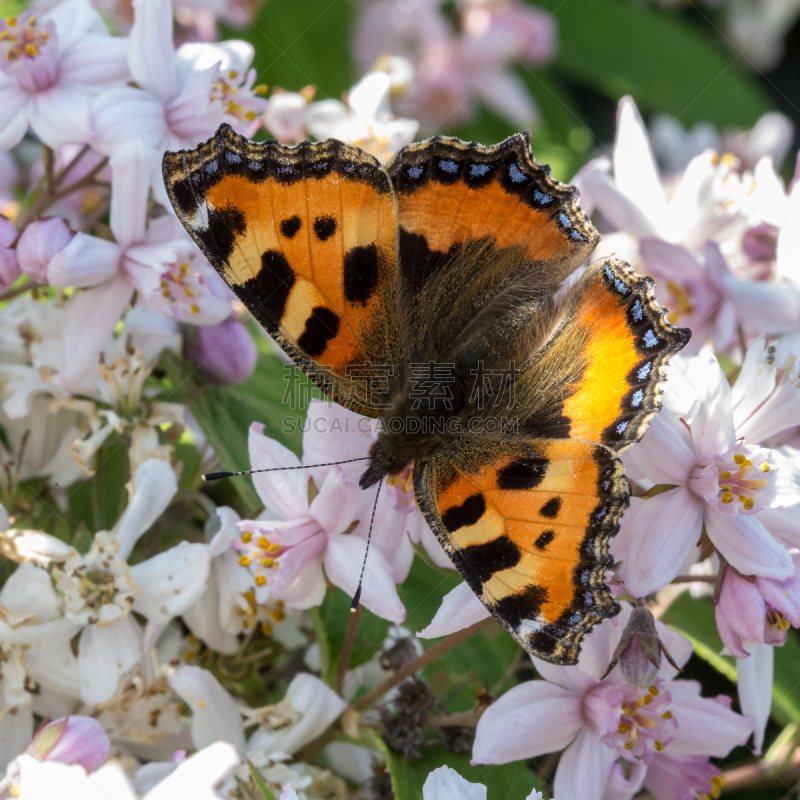 小的,花斑家猫,自然,草地,秋天,无人,欧洲,mourning cloak butterfly,夏天,户外