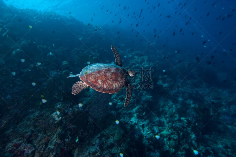 布纳肯岛,绿蠵龟,礁石,鳞鲀,蝴蝶鱼,indopacific ocean,苏拉威西,海龟,水平画幅,水肺潜水