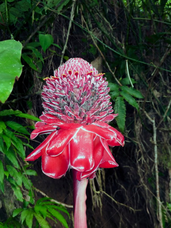 哥斯达黎加,红色,gingerlily,手电筒,背景分离,热带气候,torch ginger,枝繁叶茂,色彩鲜艳,植物