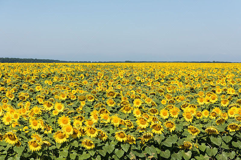 Field of sunflowers on a summer day