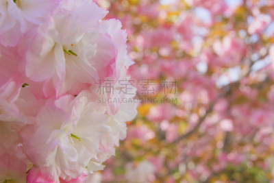 樱花,日本,重瓣花,白色,春天,水平画幅,无人,粉色,鲜花盛开,特写