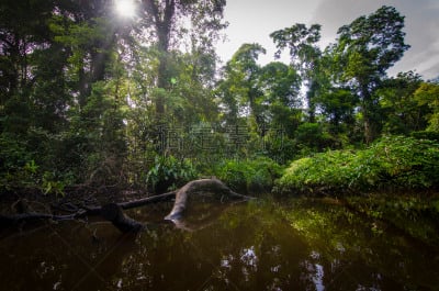 哥斯达黎加,tortuguero national park,五只动物,里蒙省,自然,视角,热带雨林,风景,图像,自然公园