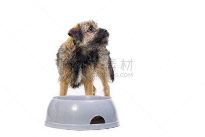 饥饿的,紧迫,博德猎狐犬,狗碗,宠物食盘,机敏,褐色,水平画幅,梗犬,凌乱