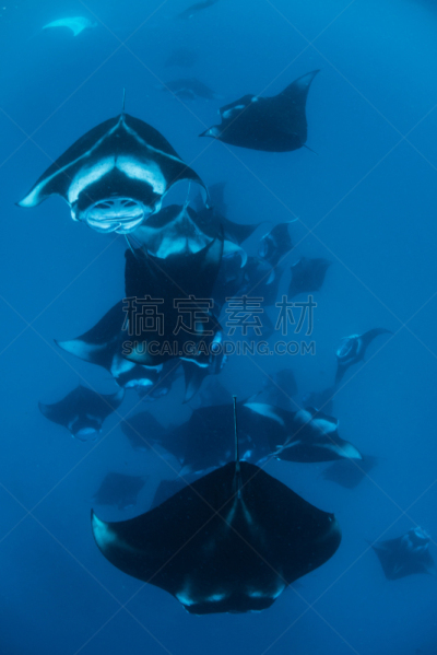 大鹞鱼,宁哥路珊瑚礁,魟鱼,轻轻浮起,水肺潜水,浮潜,垂直画幅,水,巨大的,水下