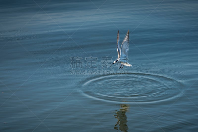 燕鸥,北极燕鸥,水,蓝色,越南,旅途,动物主题,超现实主义的,边框,云