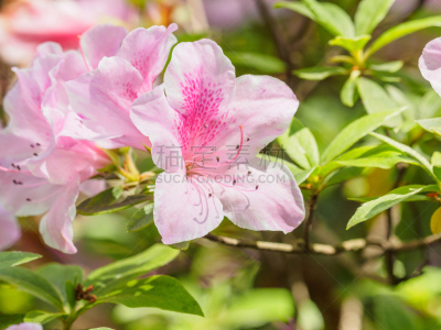 杜鹃花属,园林,粉色,夏天,花朵,特写,组图,杜鹃花,雌蕊,雄蕊