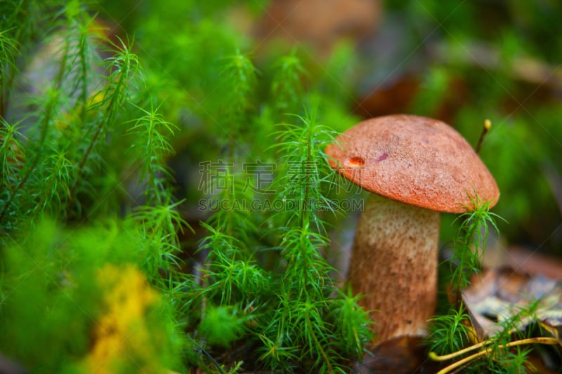 森林,栽培植物,自然美,鸭舌帽,美,水平画幅,秋天,羊肚菌,无人,苔藓