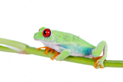 红眼树蛙,白色背景,自然美,气候,水平画幅,无人,热带雨林,沼泽,特写,雨林