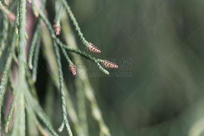 port orford cedar,柏树,美,水平画幅,无人,户外,针叶,云杉,针叶树,特写