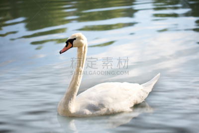 湖,天鹅,自然,水,宁静,野生动物,颈,水平画幅,优美,蓝色