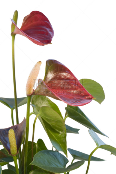 花烛属,动物背脊,白色,垂直画幅,美,留白,枝繁叶茂,无人,异国情调,特写