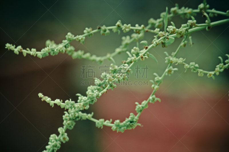 种子,菠菜,红巧梅,水平画幅,无人,抗氧化物,草药,印度,植物,石竹目