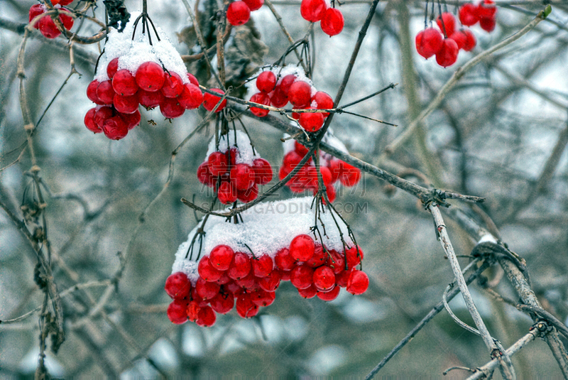 雪,荚莲属,菜园,浆果,在下面,美,水平画幅,无人,圣诞树