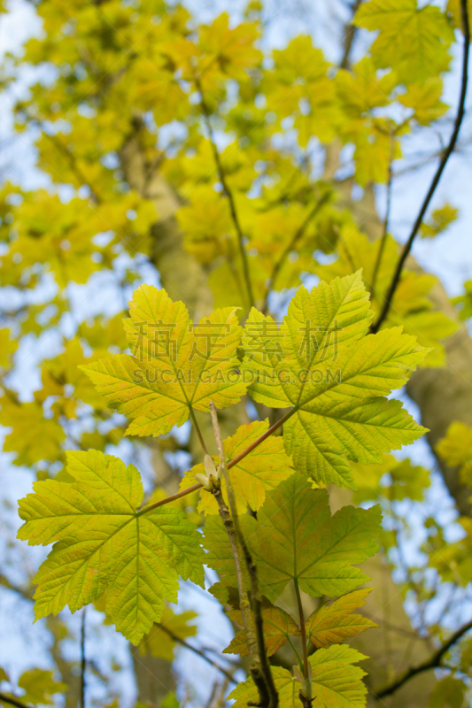 小无花果树,新的,春天,叶子,垂直画幅,天空,绿色,无人,蓝色,肖像