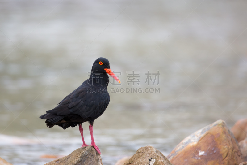 岩石,非洲黑蛎鹬,水,水平画幅,鸟类,野外动物,户外,西开普省,前景聚焦,防水长靴