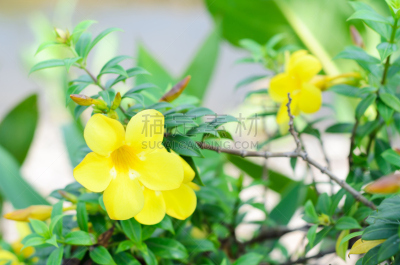 软枝黄蝉,芳香的,水平画幅,无人,毛莨科,特写,植物,植物学,灌木,清新