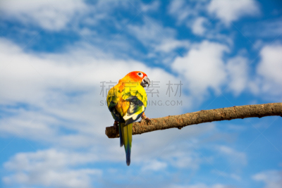 天空,干的,鹦鹉,枝,背景,蓝色,金太阳鹦鹉,背面视角,家庭生活,顶部