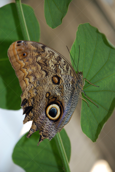 蝴蝶,垂直画幅,野生动物,mariposa grove,butterfly garden,户外,动物园看守人,墨西哥城,拉丁美洲,摄影