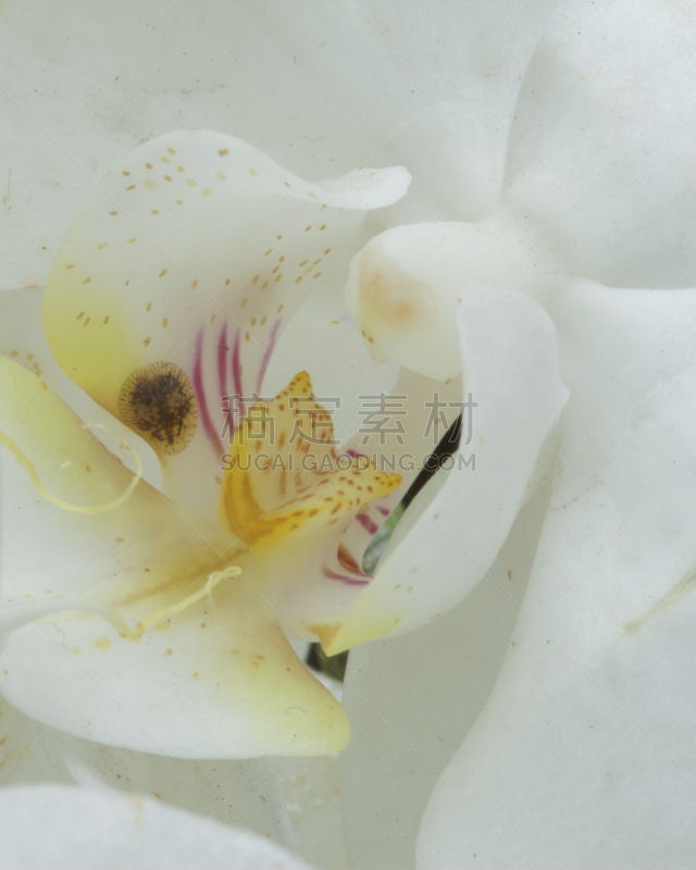 蚧壳虫,垂直画幅,兰花,害虫,无人,蝴蝶兰,节肢动物,特写,昆虫,半翅目
