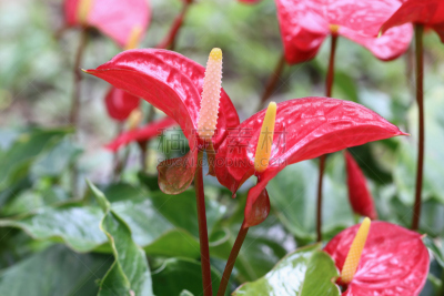 肉穗花序,自然美,红色,背景,式样,火烈鸟百合,花烛属,美,水平画幅,绿色