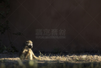 白昼,狒狒,日光,第一名,日光浴,猴子,万盖,达马拉兰,赞比亚,野生动物