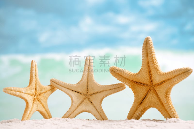 海洋,海滩,红海星,浅的,海景,天空,盐滩,自然,度假胜地,水平画幅