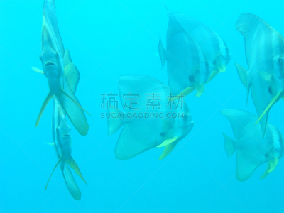 长鳍白鲟,水平画幅,泰国,海洋,摄影,游泳