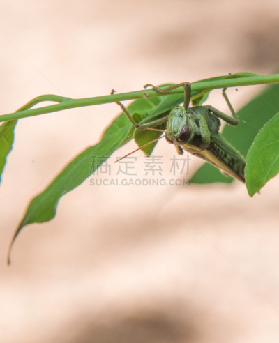 悬挂的,蚱蜢,动物主题,清新,野生动物,动物腿,腿,一只动物,北领地州,自然美