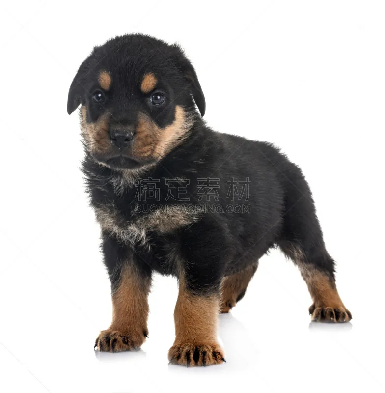 罗威纳犬 小狗 垂直画幅 纯种犬 小的 无人 白色背景 动物习性 背景分离 幼小动物图片素材下载 稿定素材 罗威纳犬 小狗 垂直画幅 纯种犬 小的 无人 白色背景 动物习性 背景分离 幼小动物图片素材下载 稿定素材