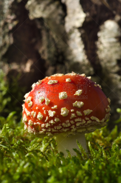 毒蝇菇,毒蘑菇,森林,白桦,自然,垂直画幅,秋天,无人,有毒生物体,苔藓