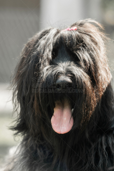 黑色,briard,特写,动物头,垂直画幅,美,舌头,无人,巨大的,夏天