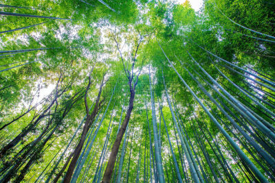 竹林,日本,京都府,嵯峨野,岚山,自然,旅游目的地,水平画幅,夜晚,无人