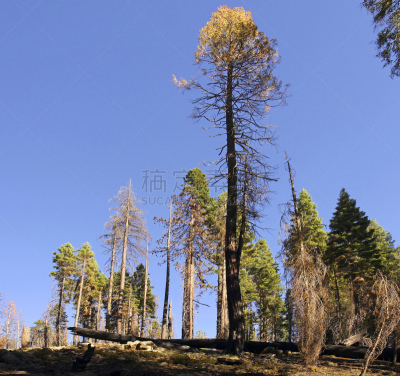 mariposa grove,活力,烧毁的,部分,giant sequoia,美国,旅游目的地,水平画幅,贫瘠的,无人
