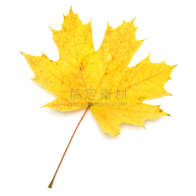 黄色,叶子,自然,褐色,式样,秋天,无人,衰老过程,干的,方形画幅
