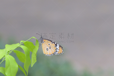 蝴蝶,俄亥俄河,天空,美,水平画幅,美人,动物身体部位,夏天,户外,光