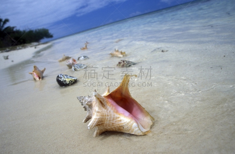 美洲,多米尼加共和国,加勒比海地区,海洋,自然,水平画幅,贝壳,贻贝,乡村,萨马纳海滩