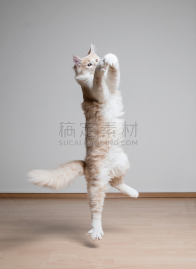 猫,可爱的,风,迅速,自然神力,猫科动物,一只动物,动物,尾巴,纯种猫