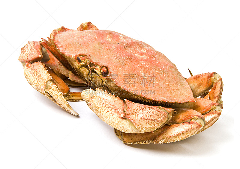 丹金尼斯螃蟹,白色,分离着色,饮食,水平画幅,白色背景,海产,背景分离,甜食,螃蟹