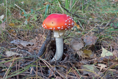 草,叶子,红色,鹅膏菌,色彩鲜艳,在下面,美,水平画幅,无人,夏天