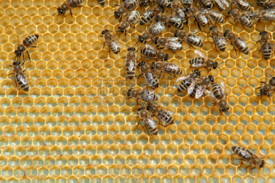 蜜蜂,六边形,昆虫群,工蜂,beekeeper,蜂蜡,蜂窝,养蜂,蜂箱,梳子